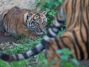 Harimau yang Dilepas KLHK Ditangkap Lagi, Serang 2 Warga Langkat