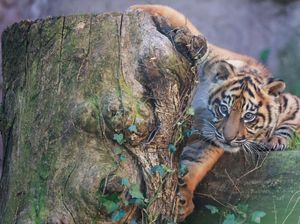 Jual Urine Harimau dengan Klaim Sembuhkan Rematik, Bonbin Dikecam Jual Urine Harimau dengan Klaim Sembuhkan Rematik, Bonbin Dikecam