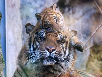 Wow, Kebun Binatang di Roma Perkenalkan Bayi Harimau Sumatera