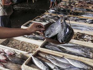 Pasokan Ikan Jelang Ramadan Tercukupi Pasokan Ikan Jelang Ramadan Tercukupi