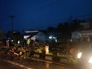 Bentor Bawa 5 Orang Tertimpa Pohon Tumbang di Gorontalo, 1 Penumpang Tewas