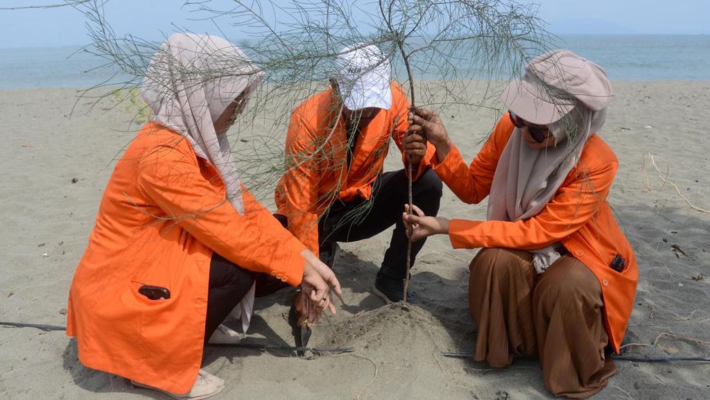 Aksi Mahasiswa Menanam Cemara Laut di Pantai Wisata Aceh Aksi Mahasiswa Menanam Cemara Laut di Pantai Wisata Aceh