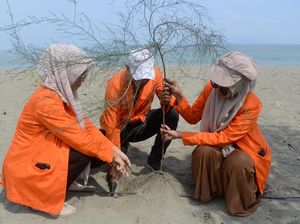 Aksi Mahasiswa Menanam Cemara Laut di Pantai Wisata Aceh