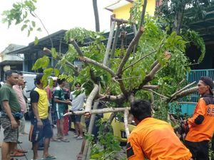 Pohon Tumbang Timpa Honda Jazz Saat Hujan Angin Kencang Landa Pamekasan Pohon Tumbang Timpa Honda Jazz Saat Hujan Angin Kencang Landa Pamekasan