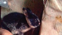 Mengenal Kelinci Sumatera, Hewan Lucu Berekor Merah yang Dilindungi