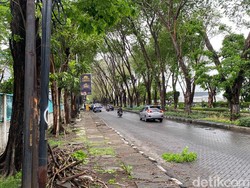 Pemotor Berboncengan Tertimpa Pohon Tumbang di Surabaya, Anak Tewas-Ibu Luka