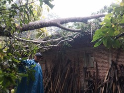 Pohon Petai Tumbang Timpa Rumah Warga Trenggalek