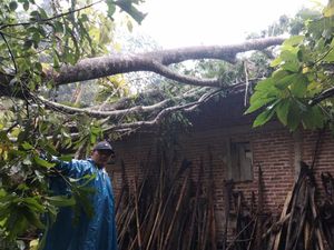 Pohon Petai Tumbang Timpa Rumah Warga Trenggalek Pohon Petai Tumbang Timpa Rumah Warga Trenggalek