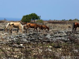 Heboh Peneliti Temukan Dunia yang Hilang, Ternyata Lokasinya di Sumba! Heboh Peneliti Temukan Dunia yang Hilang, Ternyata Lokasinya di Sumba!