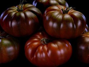 Bukan Merah, 10 Varietas Tomat Ini Berwarna Gelap Hampir Hitam