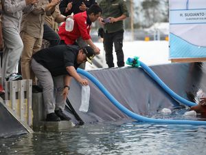 Wagub Kalteng Tebar Benur Udang Vaname Perdana di Shrimp Estate BERKAH Wagub Kalteng Tebar Benur Udang Vaname Perdana di Shrimp Estate BERKAH
