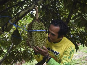 Seru! Ada Agro Wisata Durian Musang King di Ciamis