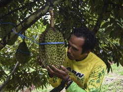 Asal-usul Durian, Raja Buah dari Tanah Borneo