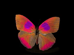 Studi Ini Ungkap Bagaimana Hewan Melihat Warna-warna di Dunia, Menakjubkan!