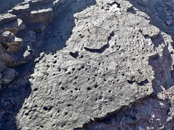 Ilmuwan Temukan Fosil Hutan Tertua di Dunia, Usianya 390 Juta Tahun