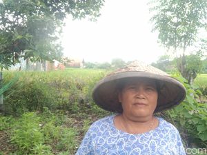 Harapan dan Senyum Petani Majalengka Jelang Panen Raya Harapan dan Senyum Petani Majalengka Jelang Panen Raya