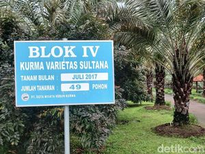 Ternyata Pohon Kurma Bisa Tumbuh di Indonesia, Kok Bisa?