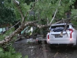 Belasan Pohon Tumbang Usai Trenggalek Hujan Seharian