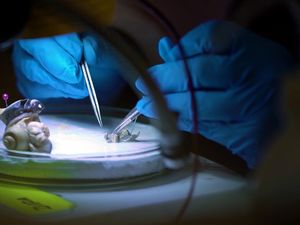 Kisah Ayu Savitri, Eksplorator Keong Darat Indonesia