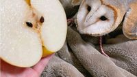 Awas Kecele! Hewan-hewan Gemas ini Menyamar Jadi Makanan