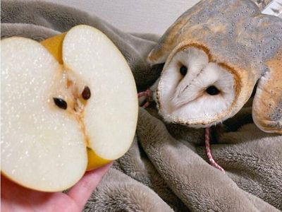 Awas Kecele! Hewan-hewan Gemas ini Menyamar Jadi Makanan