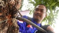 60 Orang Relawan Galakkan Aksi Cabut Paku di Pohon