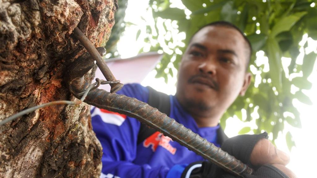 60 Orang Relawan Galakkan Aksi Cabut Paku di Pohon 60 Orang Relawan Galakkan Aksi Cabut Paku di Pohon