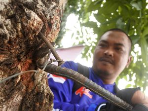 60 Orang Relawan Galakkan Aksi Cabut Paku di Pohon 60 Orang Relawan Galakkan Aksi Cabut Paku di Pohon