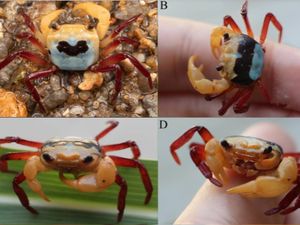 Kepiting Unik dari Kalimantan Barat Kepiting Unik dari Kalimantan Barat