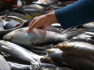 KKP Mau Genjot Produksi Ikan 24,58 Juta Ton-Ekspor US$ 6,25 Miliar KKP Mau Genjot Produksi Ikan 24,58 Juta Ton-Ekspor US$ 6,25 Miliar