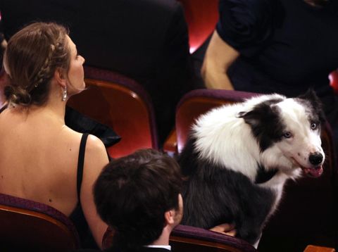 Messi bintang Anatomy of a Fall Messi the dog from