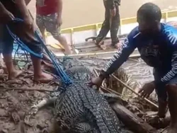 Akhir Tragis Buaya Perutnya Dibelah Warga gegara Diduga Terkam Wanita di Luwu