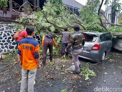 Brak! Pohon Tumbang Timpa Mobil di Tanah Putih Semarang, Sopir Sempat Terjepit