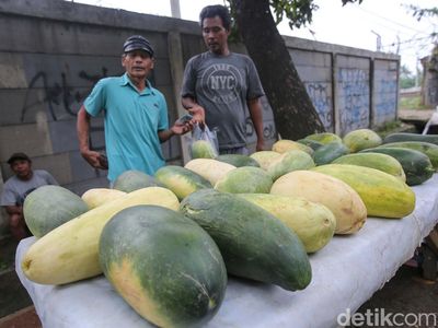 Pedagang Timun Suri Musiman Bermunculan Saat Ramadan