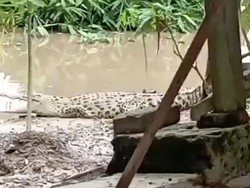 Hii.. Buaya 2 Meter Muncul saat Banjir di Kebonagung Bojonegoro