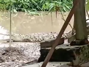 Hii.. Buaya 2 Meter Muncul saat Banjir di Kebonagung Bojonegoro Hii.. Buaya 2 Meter Muncul saat Banjir di Kebonagung Bojonegoro