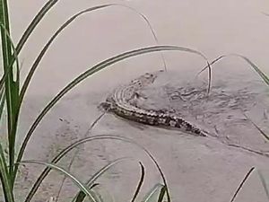 Penampakan Buaya di Sungai Bojonegoro, Tak Jauh dari Kandang Kambing Penampakan Buaya di Sungai Bojonegoro, Tak Jauh dari Kandang Kambing