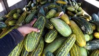 Petani Panen Timun Suri, Dijual Mulai Rp 7.000/Buah