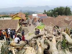 Pohon Beringin Tumbang Timpa 3 Rumah Warga di Kuningan