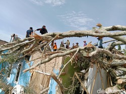 Cerita Agus Selamatkan Anak-Istri dari Hantaman Pohon Beringin Raksasa
