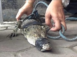 Seekor Buaya Berkeliaran di Sawah Ditangkap Petani Tulungagung