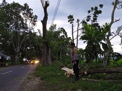 Pengendara Motor Tewas Tertimpa Pohon Tumbang di Jember