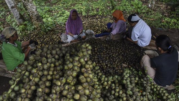 Penasaran Cara Memanen Kolang-kaling? Ini Potretnya