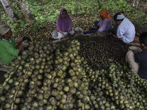 Penasaran Cara Memanen Kolang-kaling? Ini Potretnya