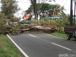 Pohon Tumbang Timpa Tentara di Bali, Dua Mobil Rusak