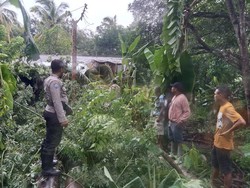 Pilu Bocah di Kupang Tewas gegara Rumah Tertimpa Pohon Kelapa-Kapuk