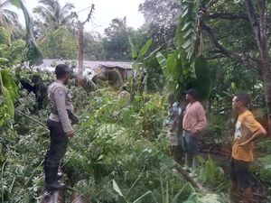 Pilu Bocah di Kupang Tewas gegara Rumah Tertimpa Pohon Kelapa-Kapuk Pilu Bocah di Kupang Tewas gegara Rumah Tertimpa Pohon Kelapa-Kapuk