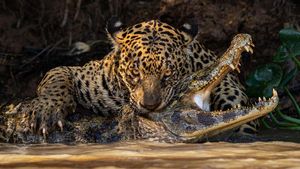 Jawara Open Competition Kontes Foto Sony 2024, Ada dari Indonesia