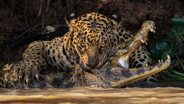 Jawara Open Competition Kontes Foto Sony 2024, Ada dari Indonesia