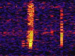 Suara Misterius yang Bikin Ilmuwan Penasaran